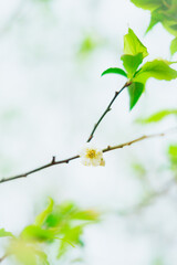 branch with leaves