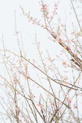 branches of a plum tree