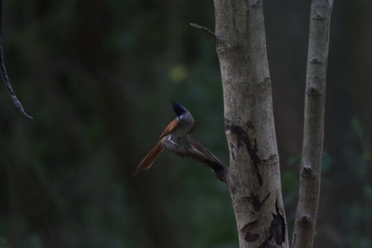 Indian Paradise Flycatcher