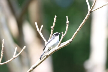 Pied little flycatcher