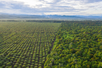 Fototapeta na wymiar Aerial view of palm oil plantation At Beaufort Sabah, Borneo. Aerial view