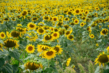 Sunflowers growing close together in the field. Growing sunflowers, plants growing and ripening in the sun.
