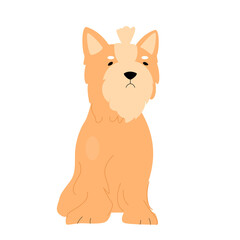 Cute maltese puppy dog. Fluffy adorable pet, domestic doggie friend vector illustration