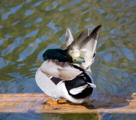 A male green-headed duck on a wooden platform in the pond arranges its feathers
