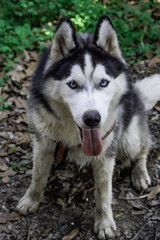 Naklejka na ściany i meble close-up photo of siberian husky black and white looks dirty.Blue eyes. Stick out your tongue and sit on the ground.