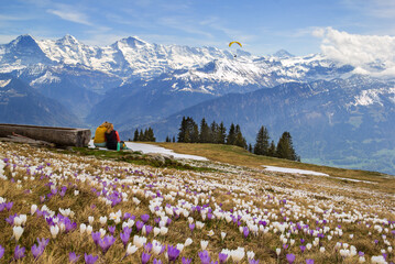 Swiss Alps Landscape is a paradise for outdoor activities for hikers and parachute flying with wild crocus flowers on the alps with snow mountain at the background in early spring