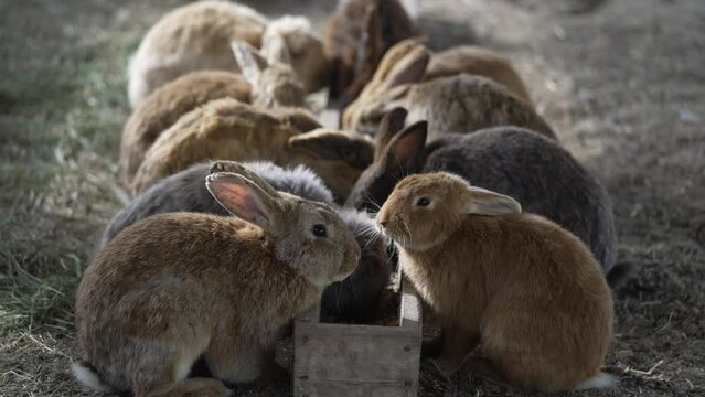 A flock of rabbits are sitting near the feeder and eating. Rabbits jump to the feeder with food. Rural life for breeding rabbits.