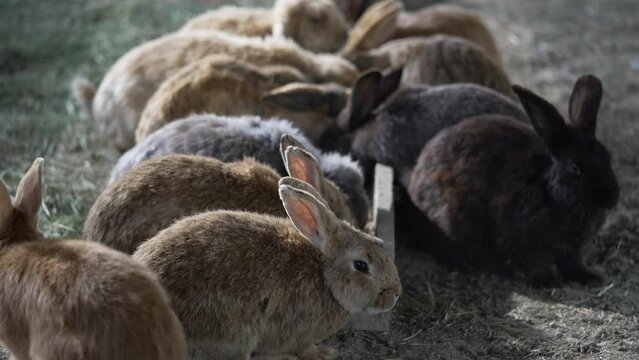A flock of rabbits are sitting near the feeder and eating. Rabbits eat. Rural life for breeding rabbits.