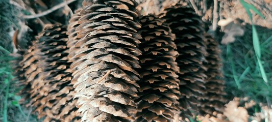 fir cones in the form of a pyramid lie on the ground in the forest