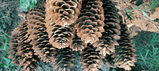Fir cones in the form of a pyramid on the background of nature. high quality photo