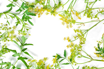 Frame of yellow flowers of parsnip (Pastinaca sativa) isolated on a white background. Top view.