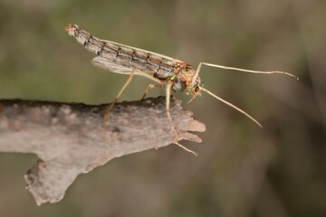 Crane fly on a tree