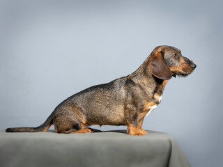 Wire-haired dachshund sitting in a photo studio