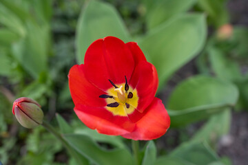 blooming red tulip in a park