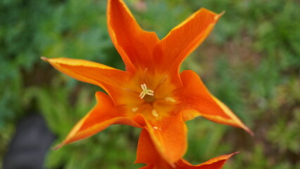 orange tiger lily © Wilfried