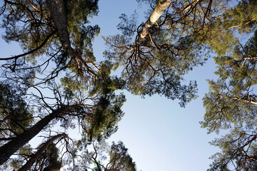 tops of pines against the sky
