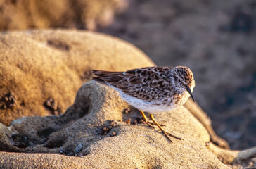 Pacific Shorebird Closeup