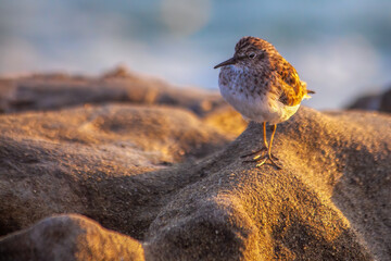 Pacific Shorebird at Sunset