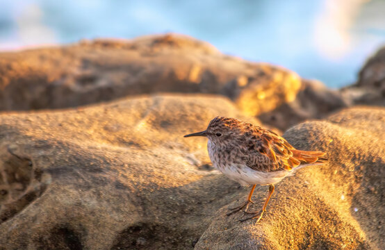 Pacific Shorebird on Tidepools