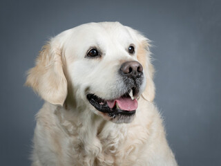 Portrait of golden retriever in studio