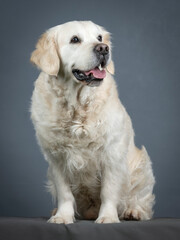 Obraz premium Golden retriever sitting in studio