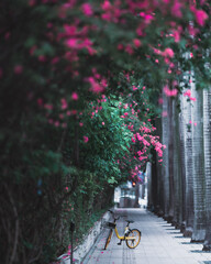 bicycle on the street with pink flowers
