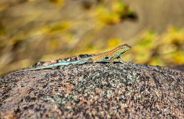 Colorful Lizard in Desert