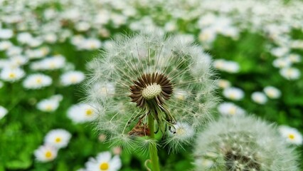 Pusteblume