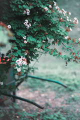 white flowers in the forest