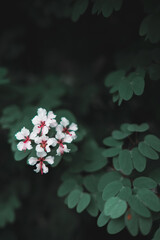 white flowers in the forest