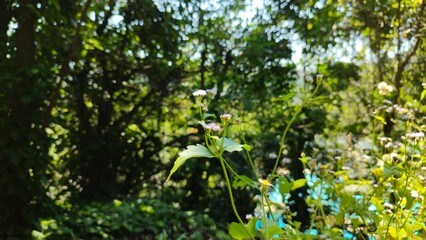 Plant
forest
lake
park
Water
sheets
path
sky
a cloud
stone
source
trunk
tree
flowers
fish
life
Paradise
rest
life
nature