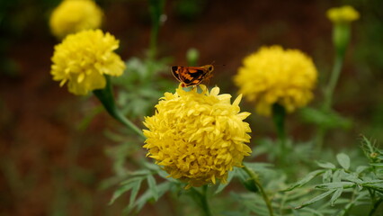bee on a yellow flower