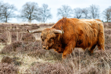 Scottish Higlander or Highland cow cattle (Bos taurus taurus)  walking and grazing in a National Park in Gelderland in the Netherlands. 