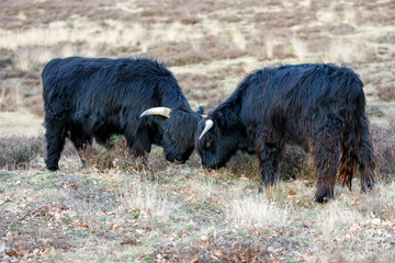 Fototapeta premium Scottish Higlander or Highland cow cattle (Bos taurus taurus) walking and grazing in a National Park in Gelderland in the Netherlands. 