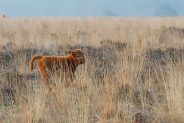 Scottish Higlander or Highland cow cattle (Bos taurus taurus)  walking and grazing in a National Park in Gelderland in the Netherlands. 