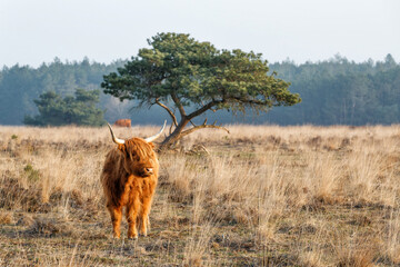 Scottish Higlander or Highland cow cattle (Bos taurus taurus)  walking and grazing in a National...