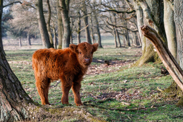 Scottish Higlander or Highland cow cattle (Bos taurus taurus)  walking and grazing in a National Park in Gelderland in the Netherlands. 