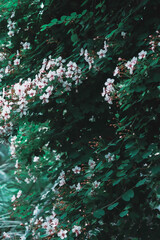 white flowers on a tree