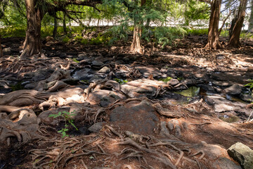 Grandes raíces de grandes árboles hermosos en un pequeño bosque