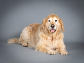 Golden retriever lying on the floor in a studio