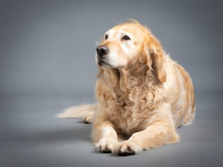 Golden retriever lying on the floor in a studio