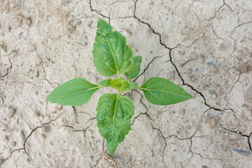 Close up of green young unflowered sunflower plant. Dry cracked soil without weeds. Agricultural. Selective focus. Top view.