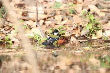 Yellow winged tit bathing
