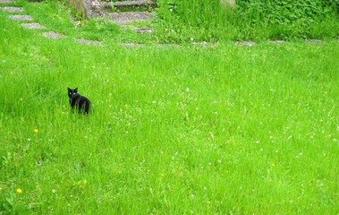 Schwarze Katze im hohen grünen Gras im Garten im Frühling