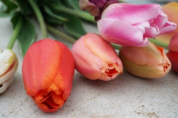 Bunte Tulpen liegen auf weißer Betonfläche 