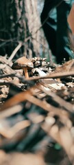 Not an edible mushroom, photo in the forest against the background of branches and trees. Poison mushroom. Vertical high quality photo