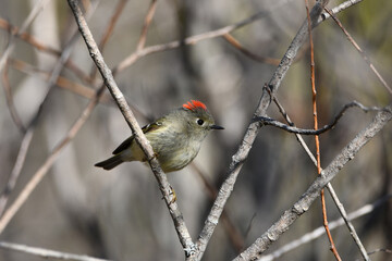 Ruby Crowned Kinglet bird perched on a branch