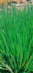 Spring nature background. Green grass and blue sunny sky. Vertical high quality photo