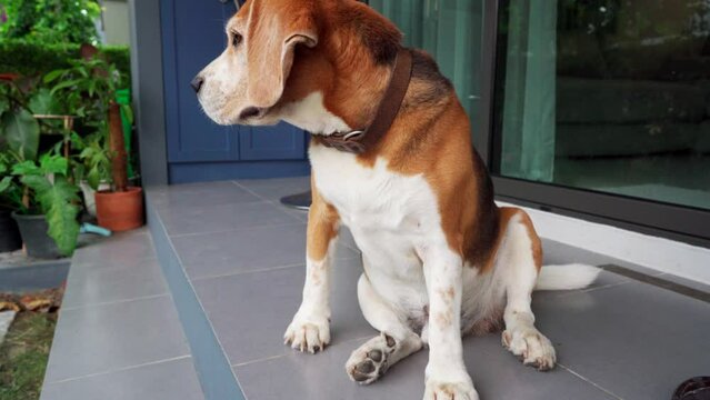 Beagle dog scratching body in front house ,look around and waiting for people coming home.