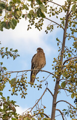 Chimango bird of prey sitting on a branch
